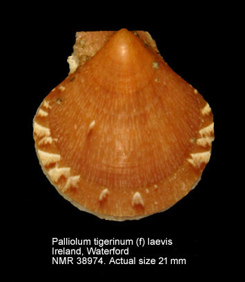Palliolum tigerinum (f) laevis (2).jpg - Palliolum tigerinum (f) laevis(Pennant,1777)
